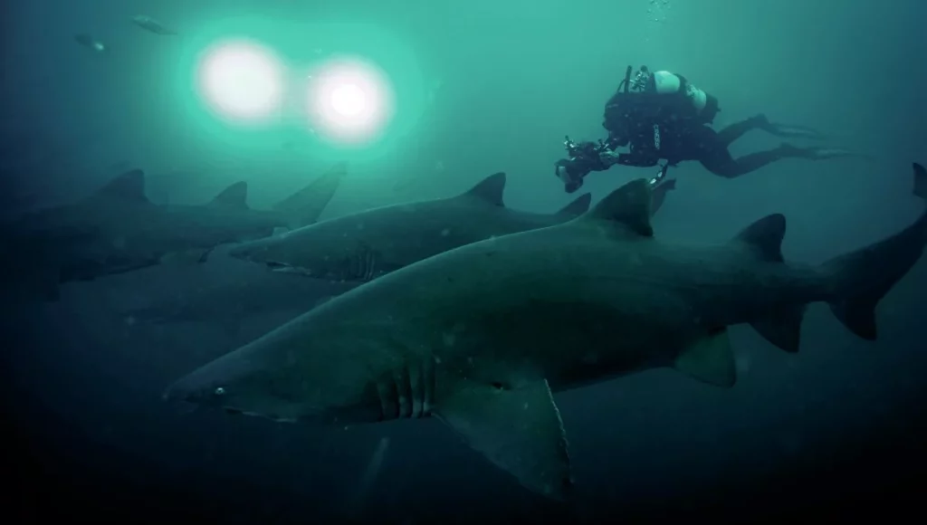 Filmmaker Lizzie Daly capturing underwater footage of ragged tooth sand tiger sharks during a marine wildlife expedition.