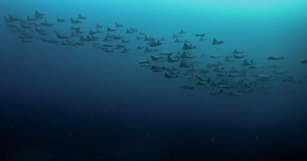 A group of large rays swimming together in formation through the clear blue waters of the Coral Triangle in Queensland.