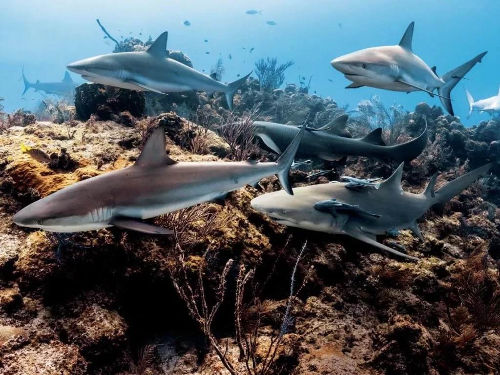 Q&A with Jennifer Idol: Diving Every 50 States 8 Reef sharls on the hunt