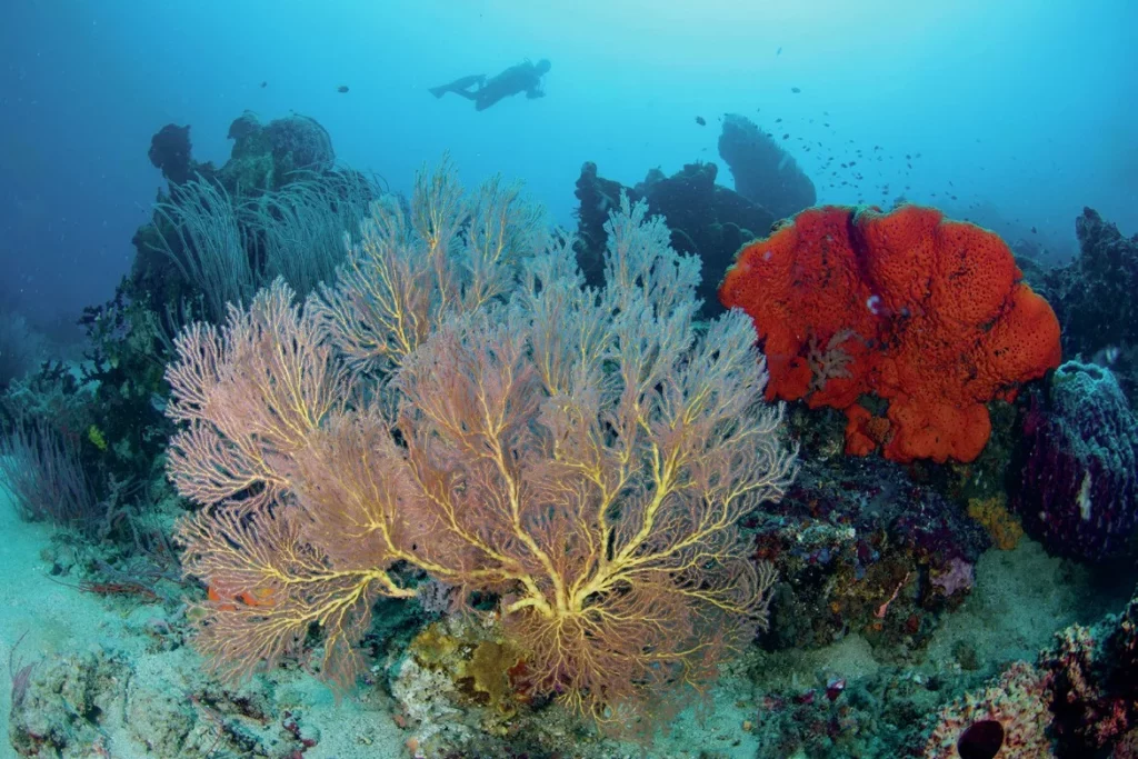 The wonders of Walindi: A Guide to Kimbe Bay, Papua New Guinea 6 Large, intricate sea fans and soft corals decorating a vertical reef wall in the fabled Coral Triangle.
