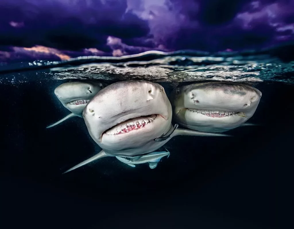 Q&A with Jennifer Idol: Diving Every 50 States 9 A captivating split-level portrait photo capturing the eye and upper body of sharks at the water's surface, reflecting the sky.