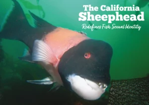 The California Sheephead Redefines Fish Sexual Identity