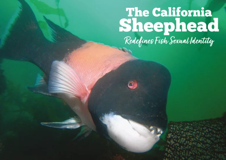 The California Sheephead Redefines Fish Sexual Identity