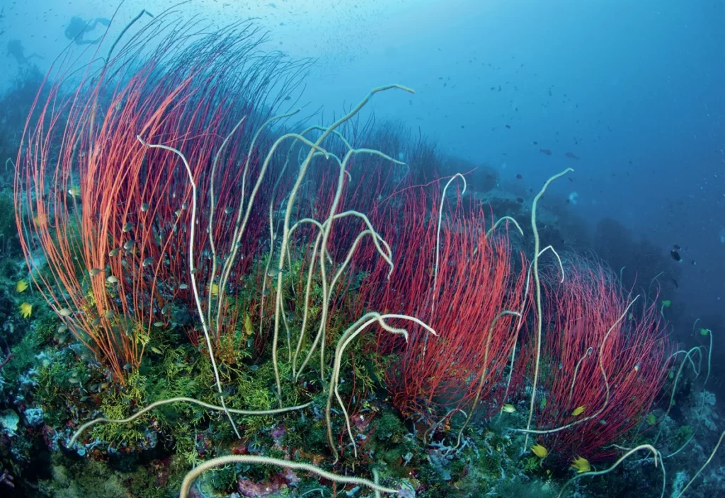 The wonders of Walindi: A Guide to Kimbe Bay, Papua New Guinea 8 Tall, elegant red whip corals characteristic of Kimbe Bay diving, providing a habitat for small reef fish.
