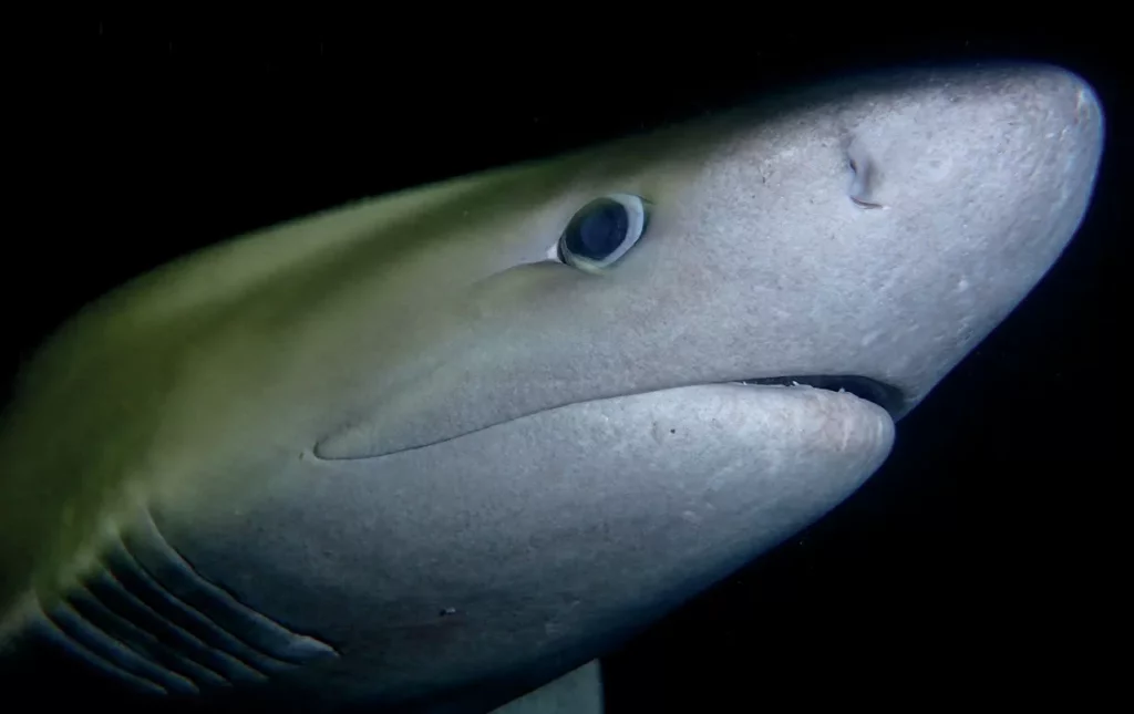 Diving with Natalie Anderson: Sixgill Shark Advocate & Her Journey Down Under 12 A sixgill shark photographed in the waters off Des Moines, Washington, known as the Sixgill Capital of the World.