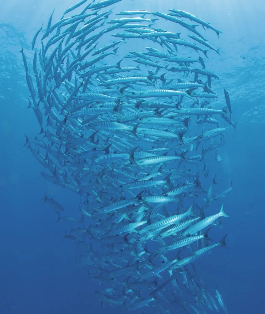 The wonders of Walindi: A Guide to Kimbe Bay, Papua New Guinea 9 A breathtaking underwater shot of barracuda forming a circular vortex or spiral during a dive in Papua New Guinea.