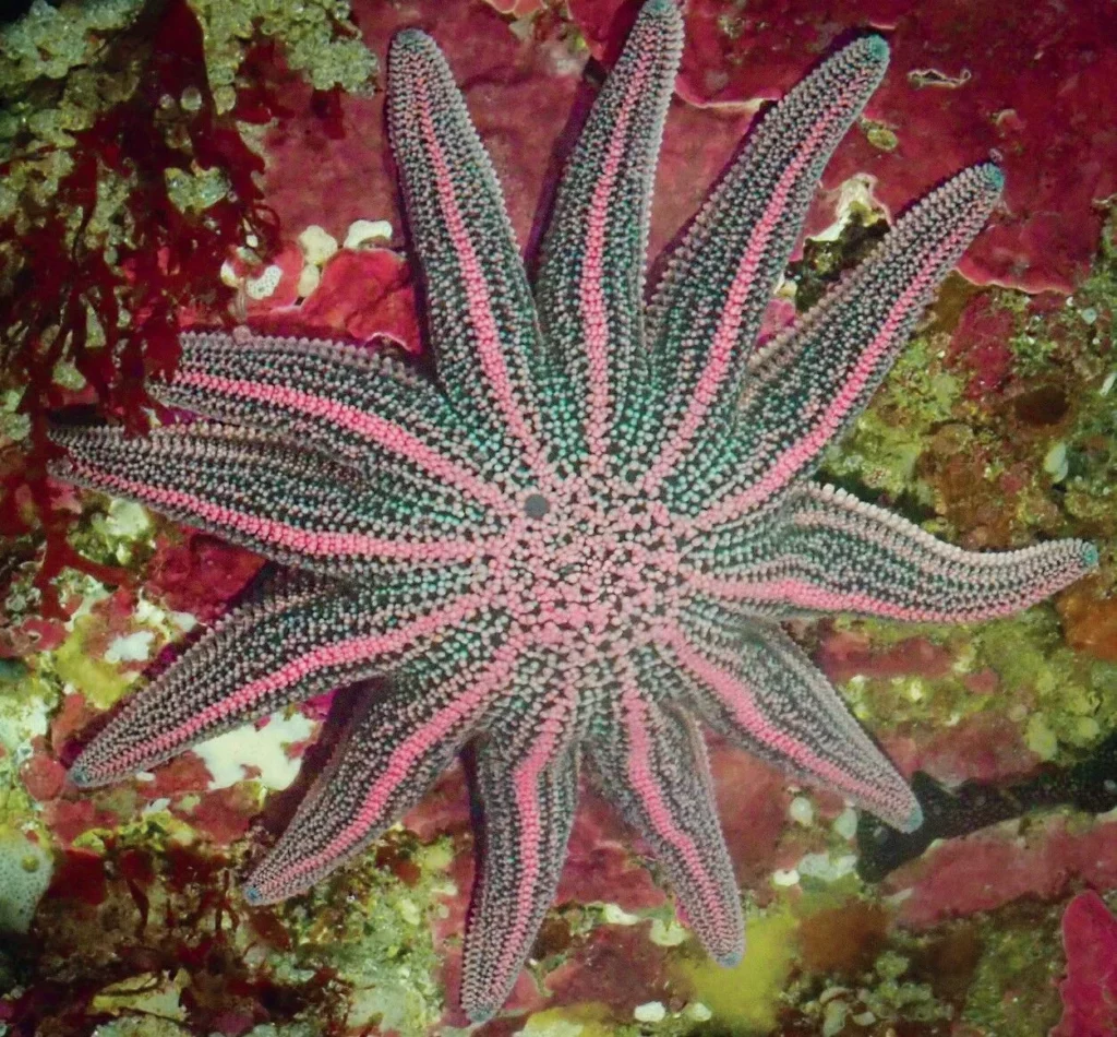 A colorful Stichaster australis starfish clinging to a rock face in a lush kelp forest near Rakiura Stewart Island, New Zealand.
