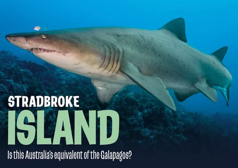 Stradbroke Island - Is Stradbroke Island Australia’s Equivalent of the Galápagos?