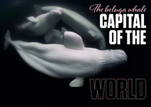 An underwater view of a pod of white beluga whales swimming together in the murky waters of the Churchill River, Canada.