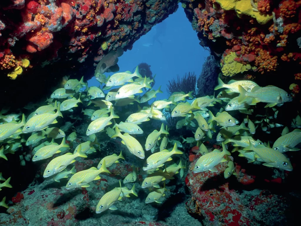 A scuba diver surrounded by a vibrant school of yellow and blue-lined snappers near a reef in the British Virgin Islands.