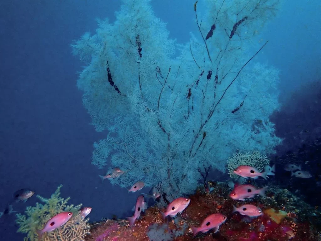 The famous black coral found in Fiordland