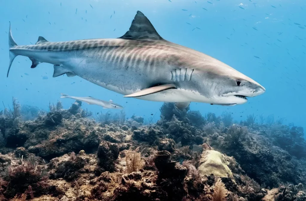 Q&A with Jennifer Idol: Diving Every 50 States 12 A close-up wide-angle shot of a tiger shark swimming in clear blue water.