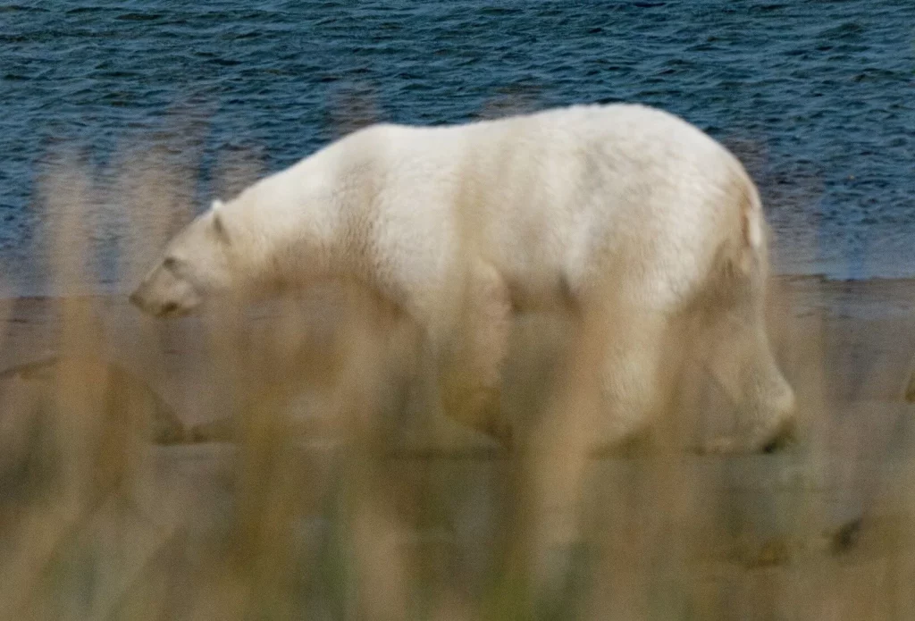 A distant view of a wild polar bear on the rocky Canadian tundra, captured during a safari tour from Churchill.