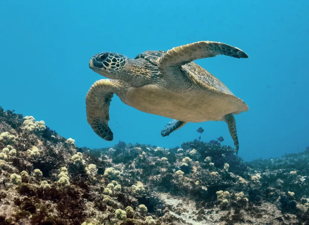 A green sea turtle gliding effortlessly through the water just above a thriving, diverse coral garden on a dive in Kimbe Bay.