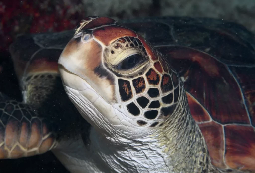 A detailed close-up of a green sea turtle's face and shell patterns while diving in Port Vila.