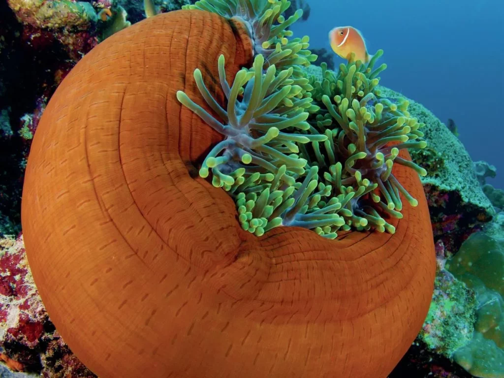 The wonders of Walindi: A Guide to Kimbe Bay, Papua New Guinea 5 A bright orange anemonefish (clownfish) peeking out from its protective host anemone on a Papua New Guinea reef.