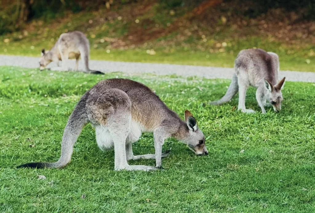 A group of cute native Australian wallabies resting or grazing on green grass near the coastal scrub.