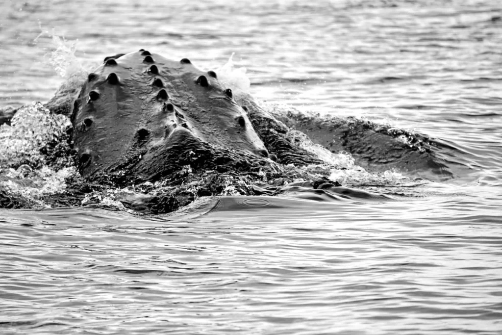 Mystery sounds of '49 were first recorded whale song 2 Humpback whales are found in all of the world's major oceans (Tyler Rohr, © WHOI)