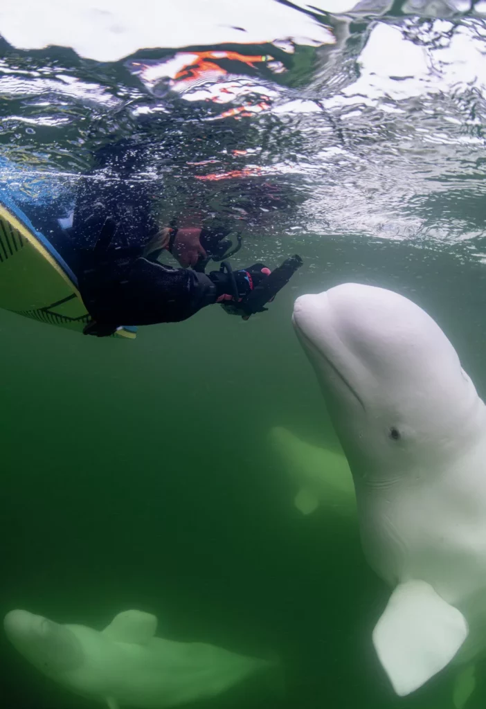 An adventurous tourist participating in "beluga boarding," interacting closely with a beluga whale while on a raft.