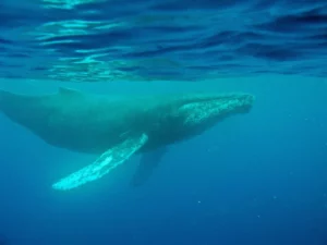 Humpback whales are known for their long, haunting songs, which can travel thousands of miles through the ocean (Aran Mooney, © WHOI)