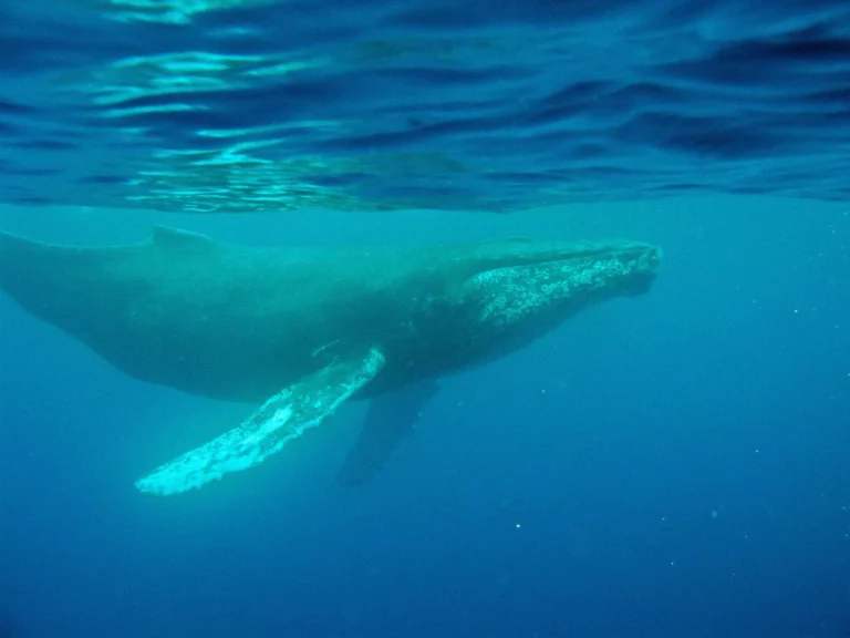 Humpback whales are known for their long, haunting songs, which can travel thousands of miles through the ocean (Aran Mooney, © WHOI)