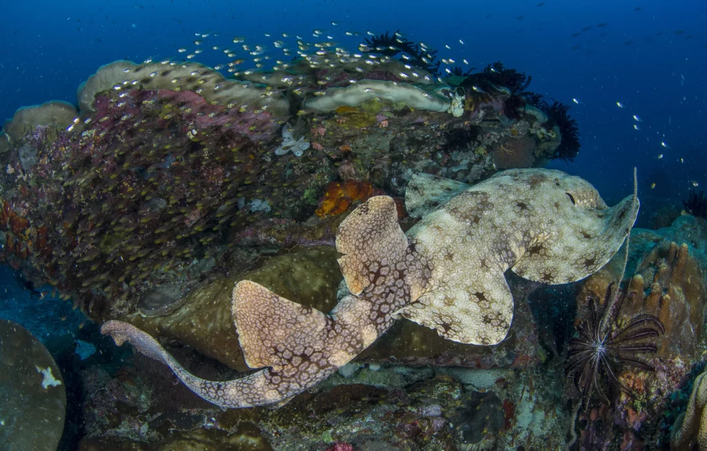 Wobbegong Shark