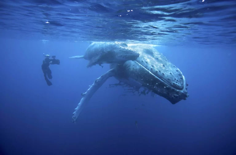 Doug Allan and humpback whale, Tonga (Sue Flood)