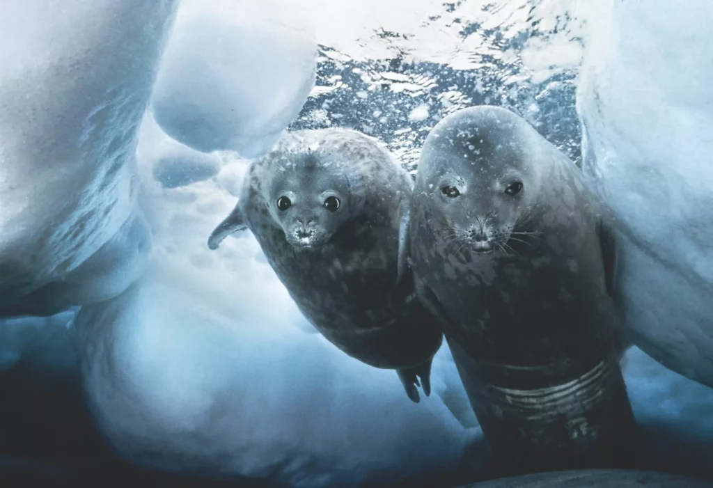 'Underwater anywhere': Ace diver-cameraman Doug Allan dies 5 Weddell seal and pup (Doug Allan)