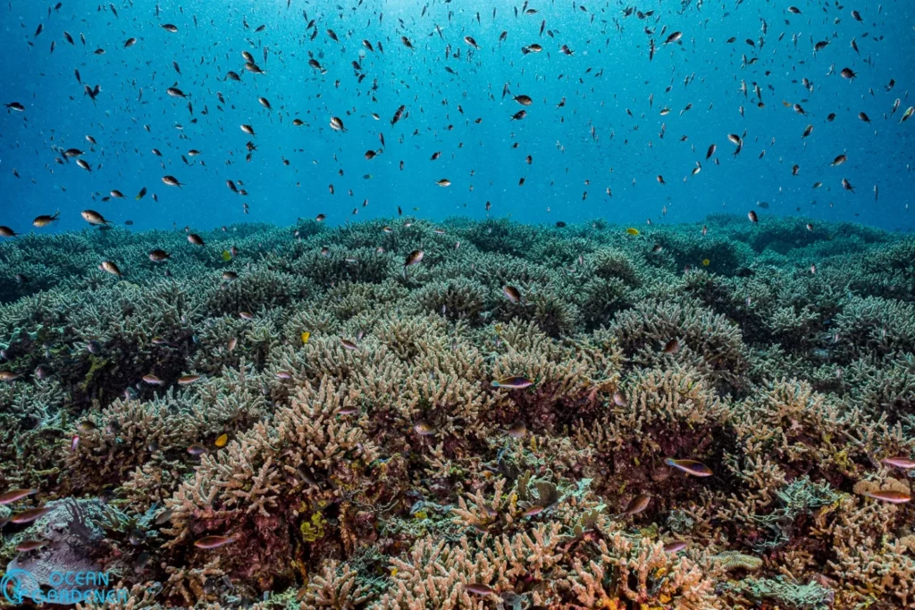 North Halmahera Has Got to Be Your Next Dive Destination 2 image 1 1