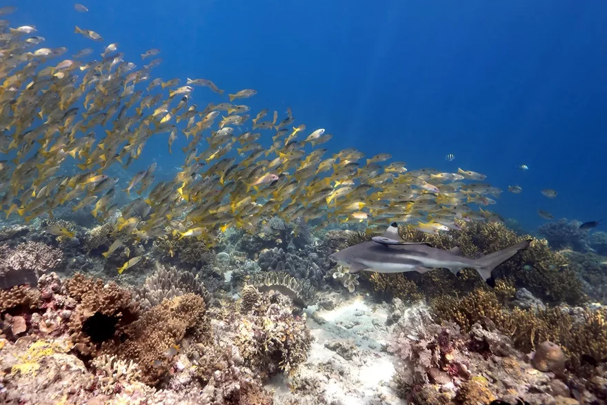 North Halmahera Has Got to Be Your Next Dive Destination 4 image 1