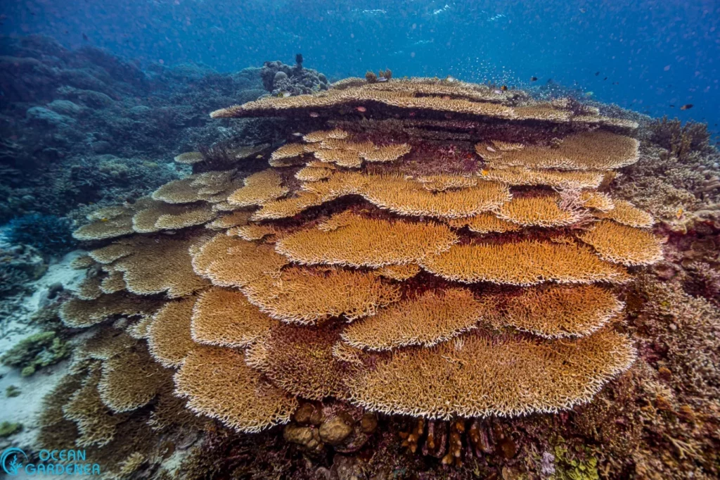 North Halmahera Has Got to Be Your Next Dive Destination 5 image 5