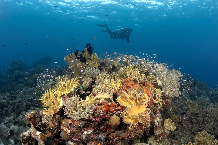 North Halmahera Has Got to Be Your Next Dive Destination 7 image