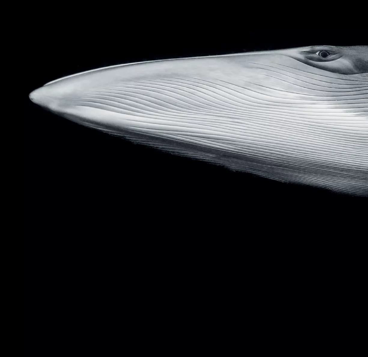 Minke whale encounter.
2025 OPY & Underwater winner
