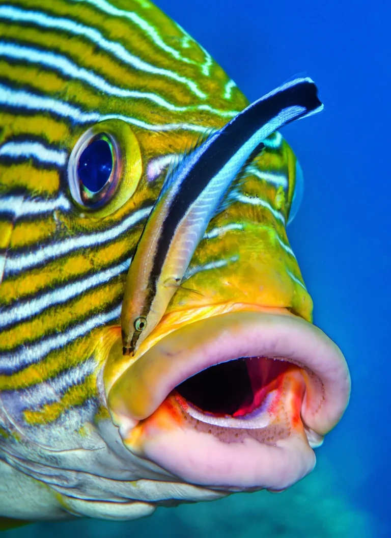 Sweetlips love being cleaned