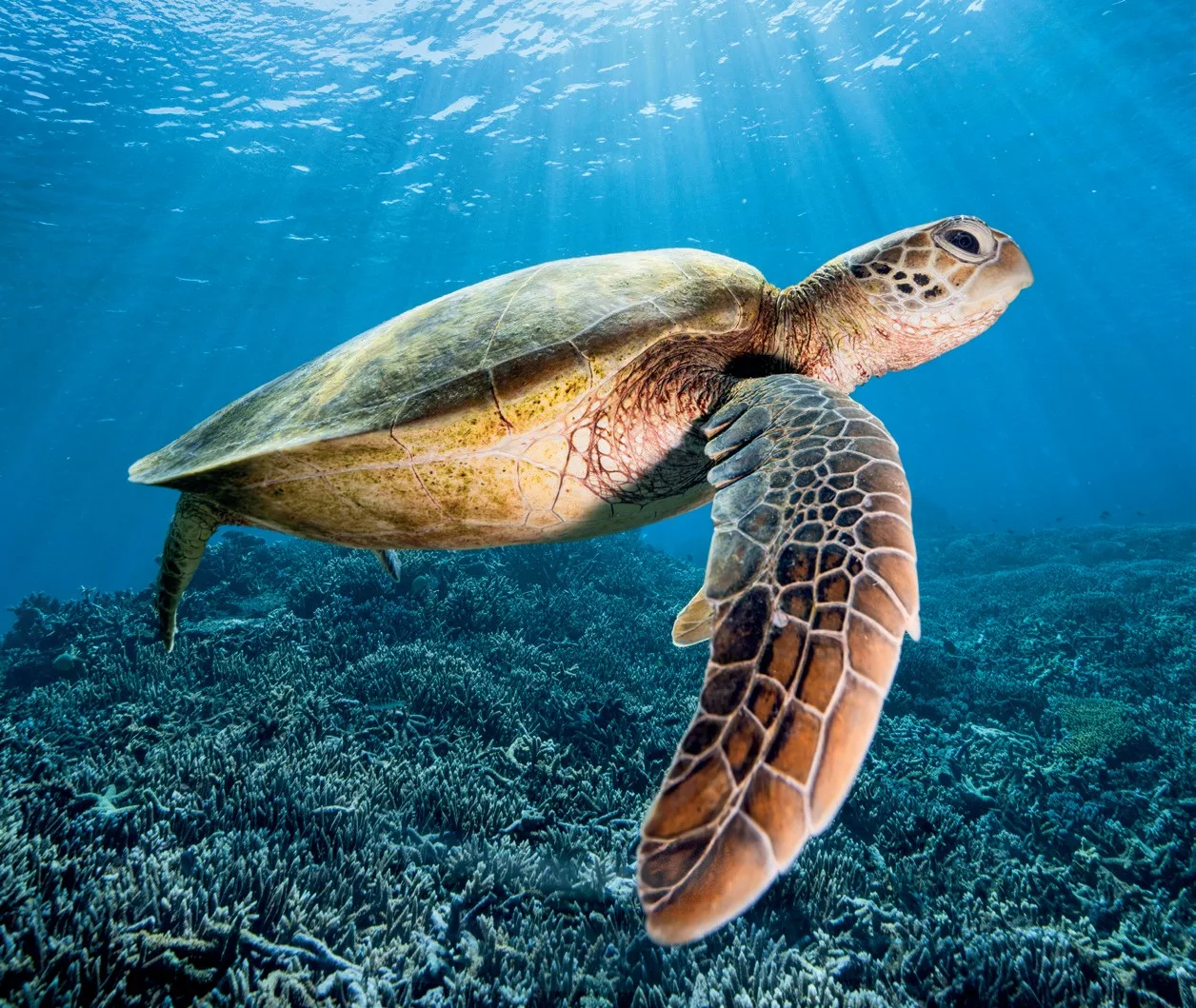 Green turtle at
Lady Elliot Island