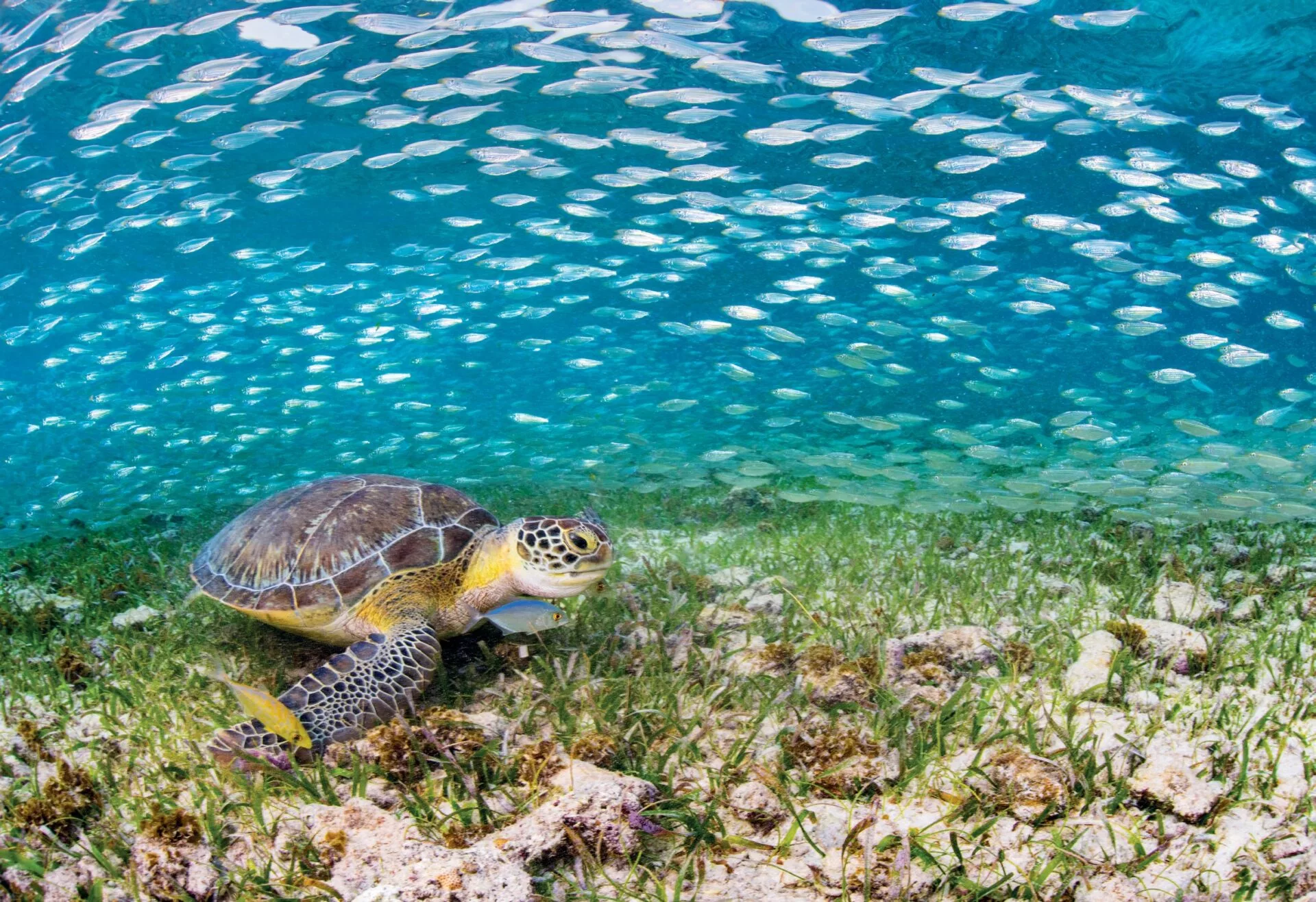 While strobes aren’t needed in the shallows, they help reveal silvery fish