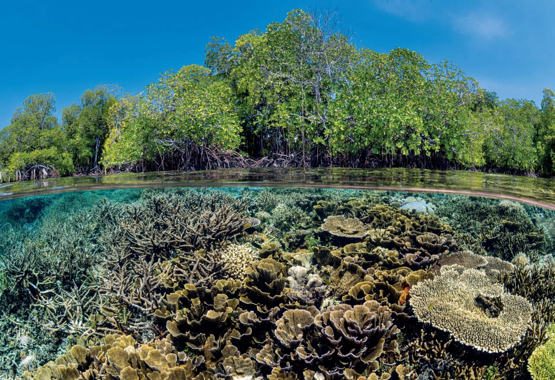 Raja Ampat’s mangroves are ideal for split level images 