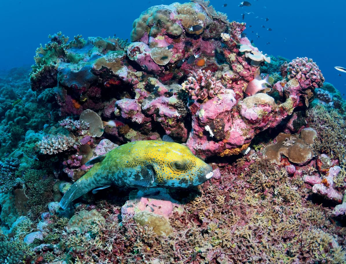 Bluespotted puffer
chilling on
the reef