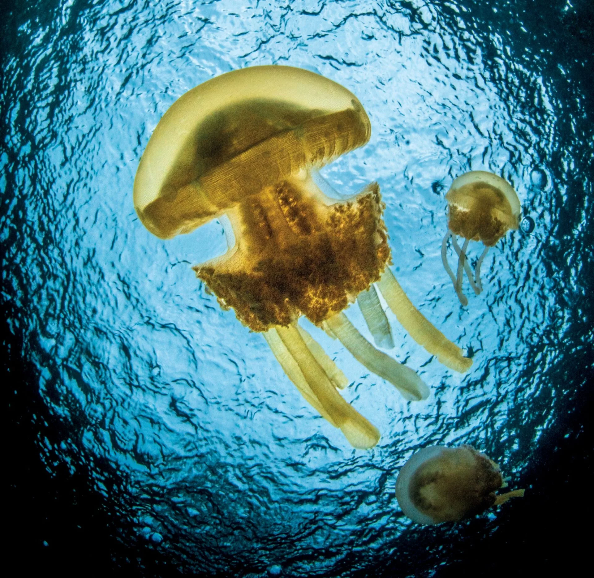 A heavy tropical downpour adds texture to the classic jellyfish lightbulb shot
