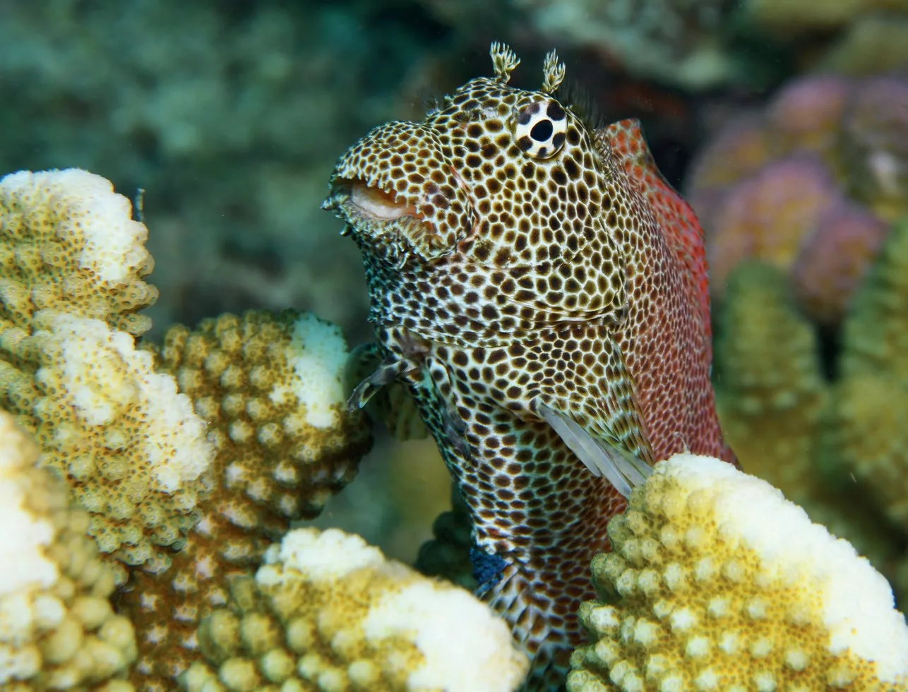 Leopard blenny