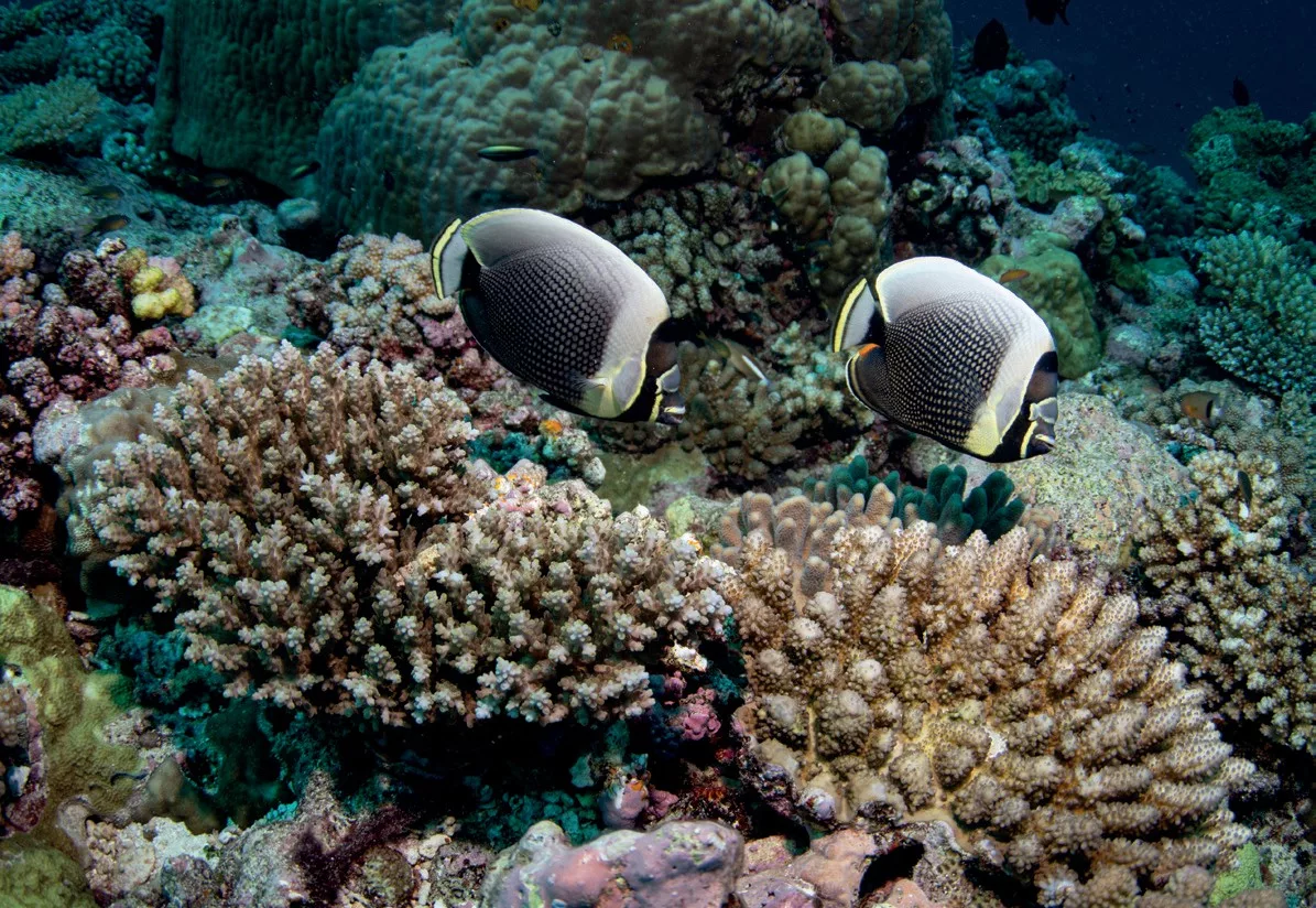 Reticulated butterflyfish 