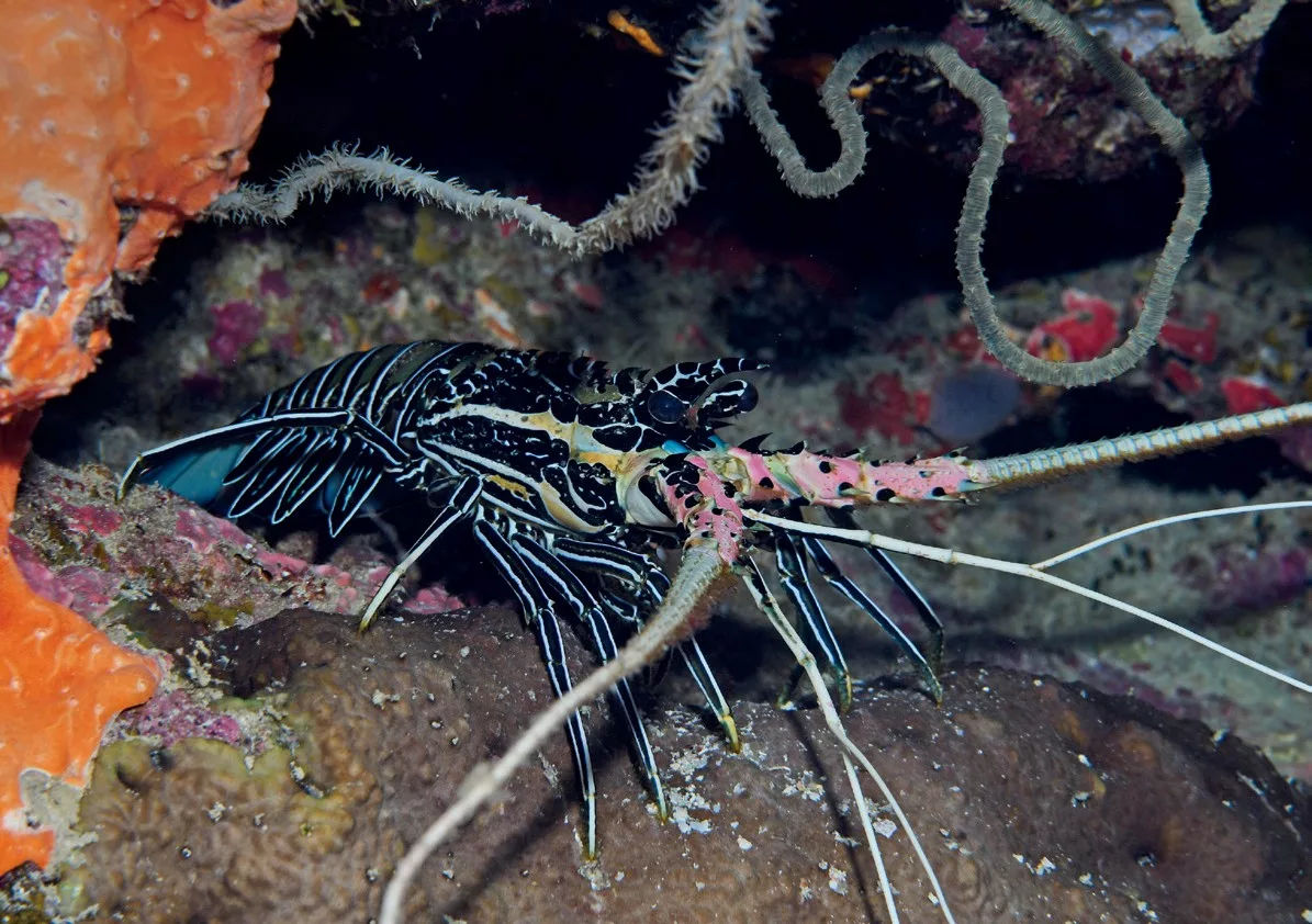 Painted spiny lobster at the Snake Pit 