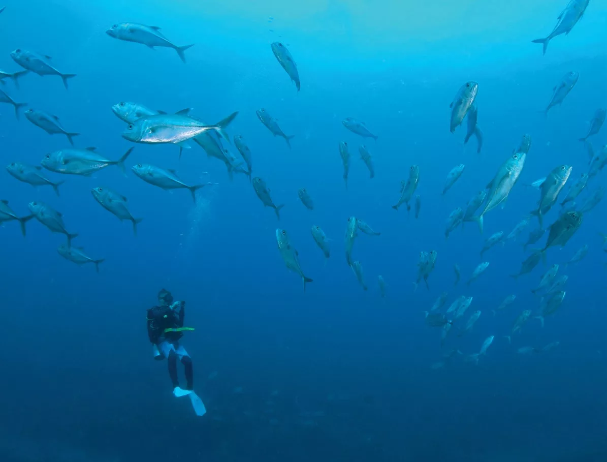 Bigeye trevally at Osprey Reef 