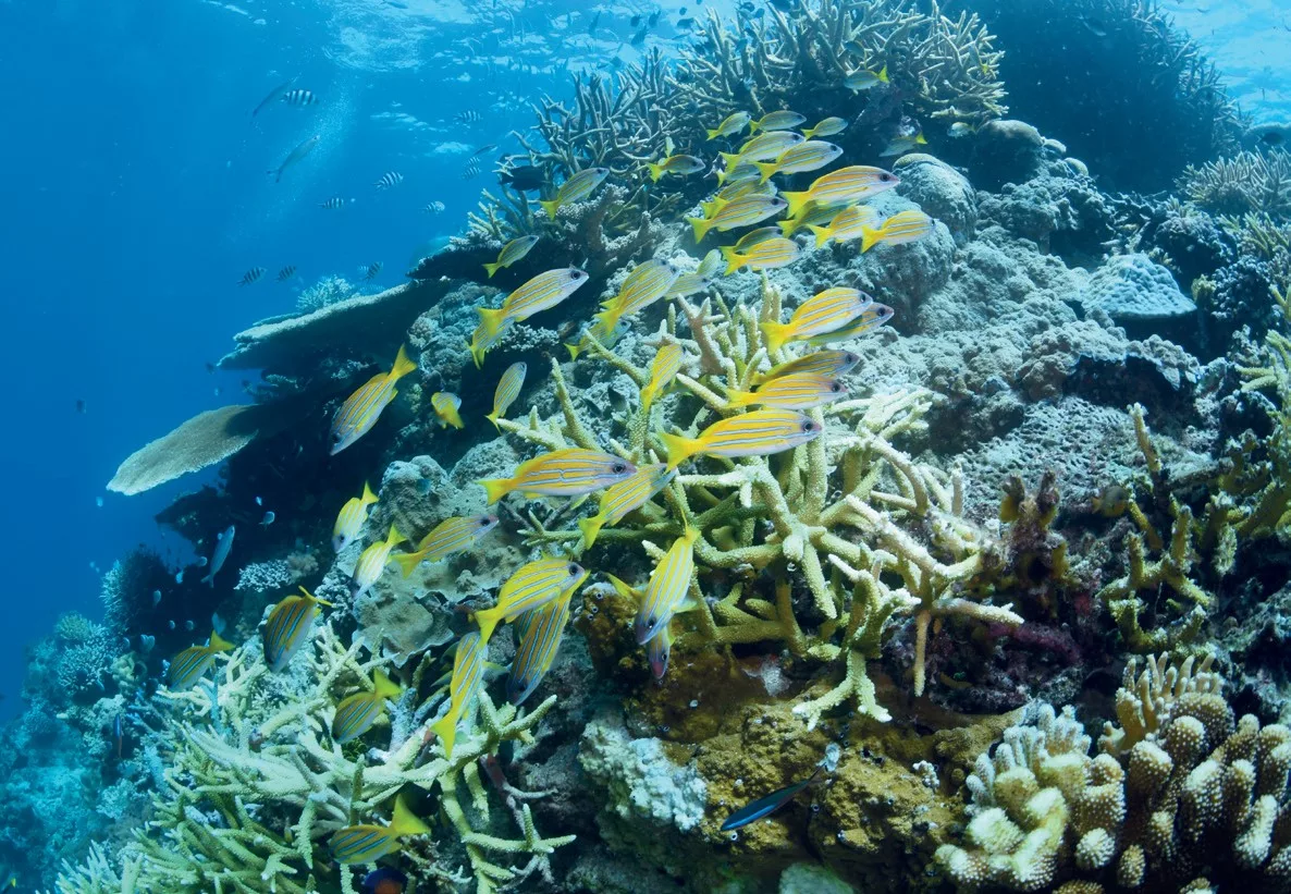 The reefs are
adhorned in
marine life