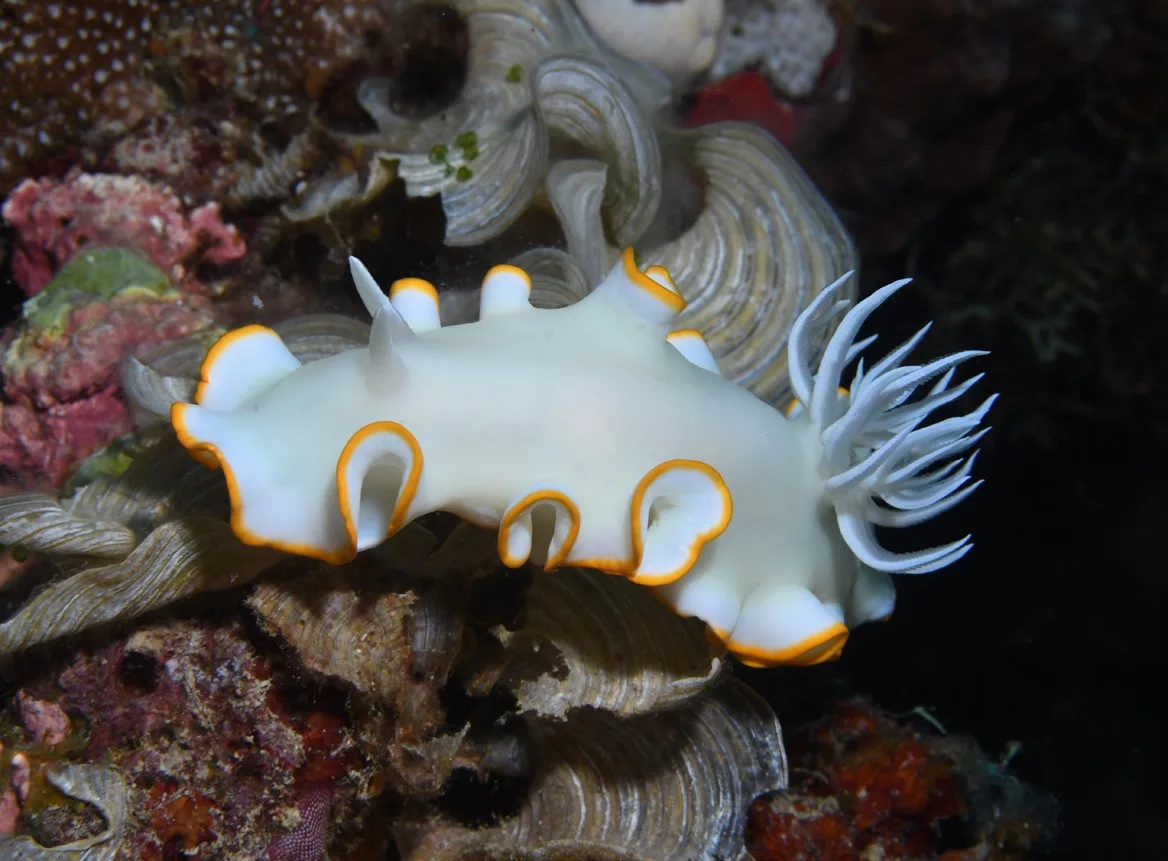 Nudibranch