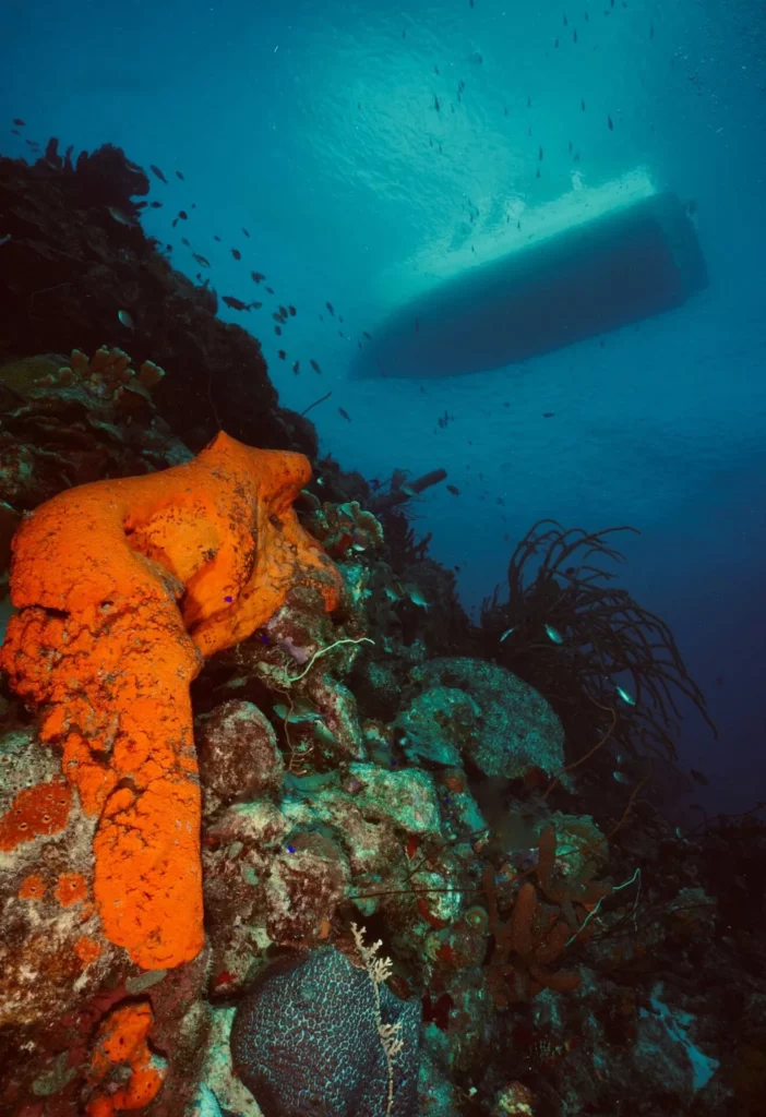 Divemaster