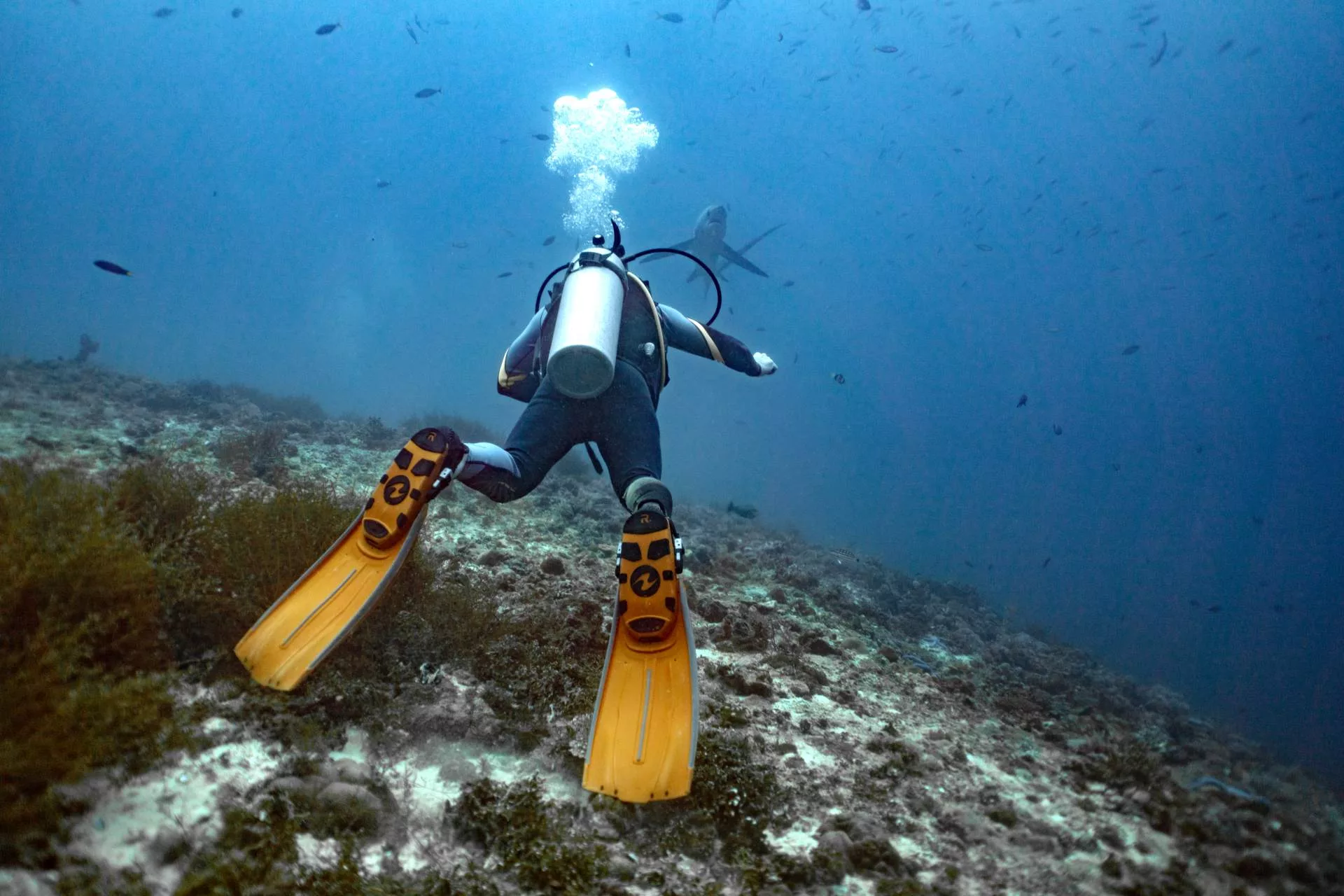 75% of scuba divers rate themselves 'above average'
