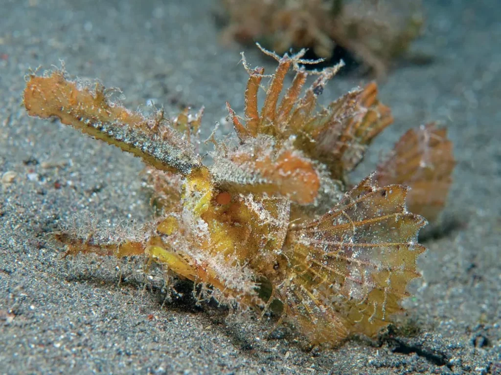 Muck Diving in Lembeh Strait: Ultimate Passport to Paradise (Pt. III) 9 An expertly camouflaged Ambon scorpionfish blending perfectly into the underwater debris.