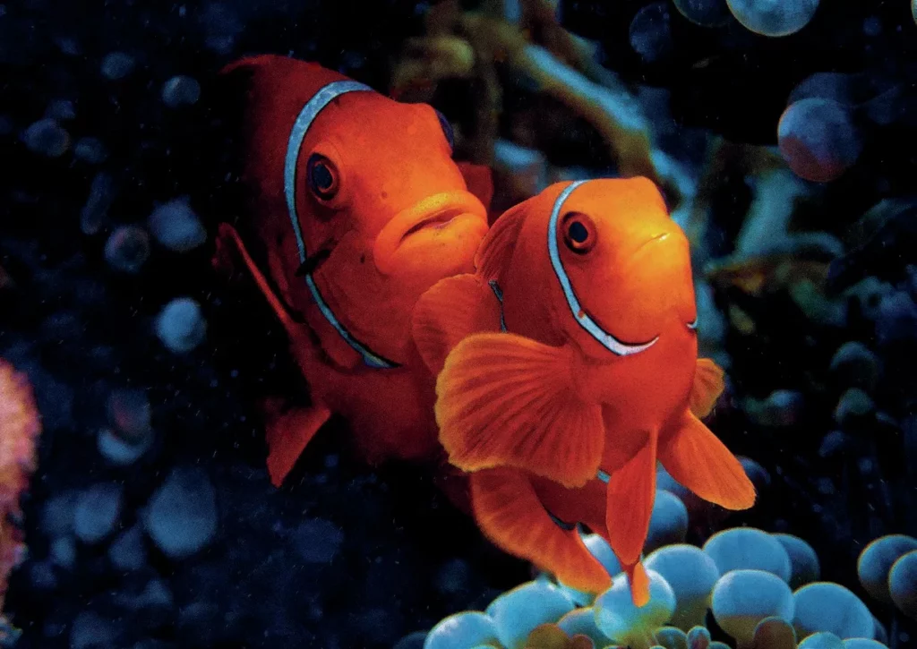 Close-up of a clownfish peering out from a sea anemone on the Great Barrier Reef.
