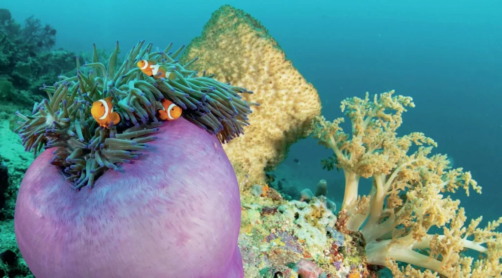 Vibrant pink anemonefish swimming inside its protective host anemone coral in North Sulawesi.